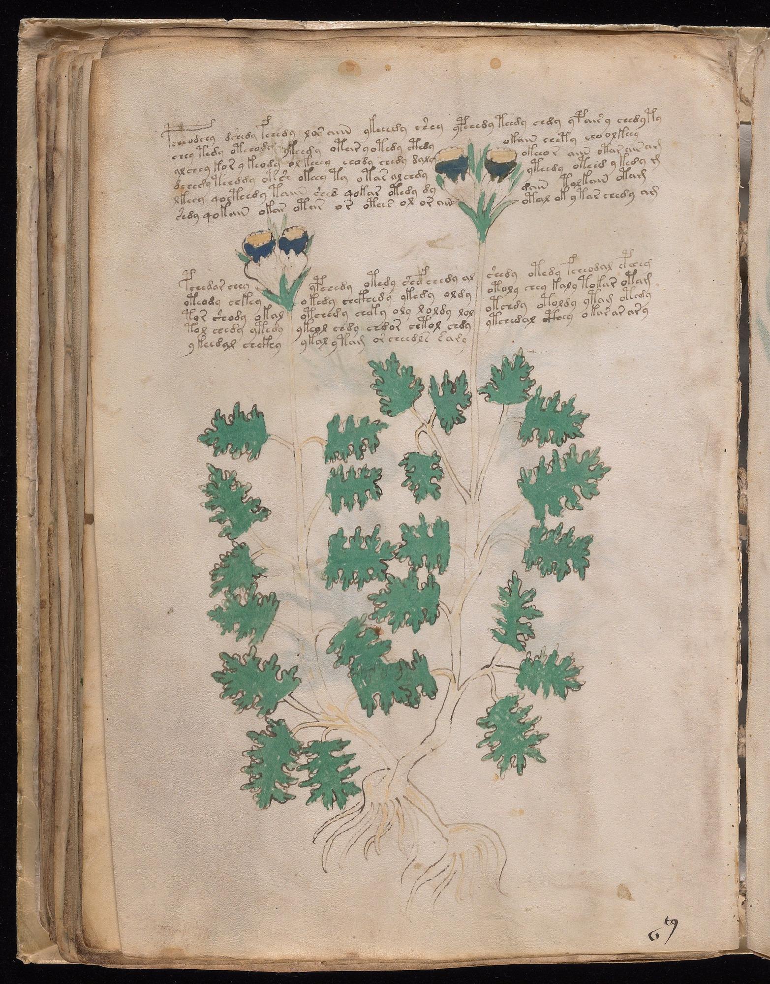 Voynich Manuscript folio f48v — Beinecke MS 408